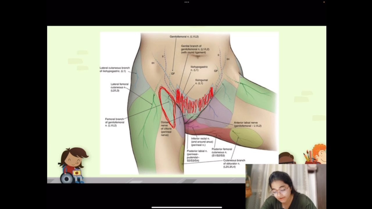 Lumbar plexus -2 (branches supply) - YouTube