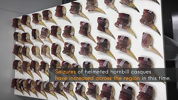Conservation Forensics Helping to Fight Illegal Wildlife Trafficking