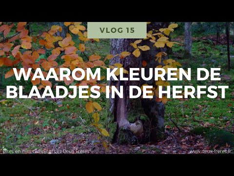 Natuur Weetjes voor kinderen Vlog 15: Waarom kleuren de blaadjes in de herfst