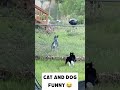 Funny cat  part 31 #cat #funny #catfunny #funnycat   #catanddog    #funnyfails