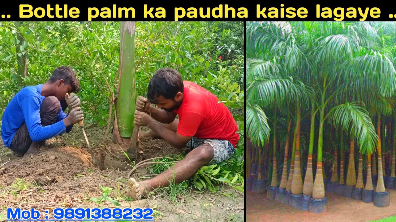 Bottle palm ka paudha kaise lagaen | Palm plant shift & potting | How to grow & care bottle palm ||