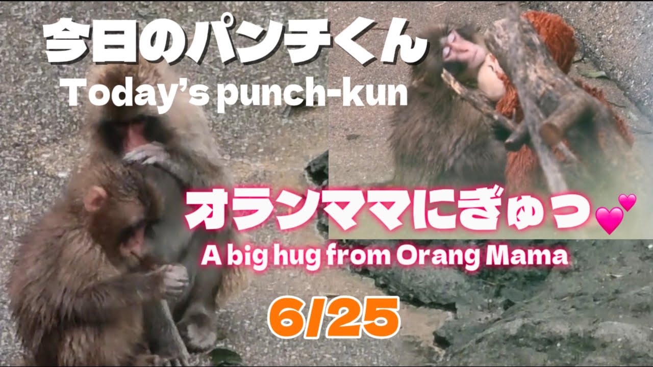 2026/6/25【ぎゅっ！💕】オランママと昼寝💕 雨でも元気に遊ぶパンチ