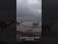 قينان العاطفي
