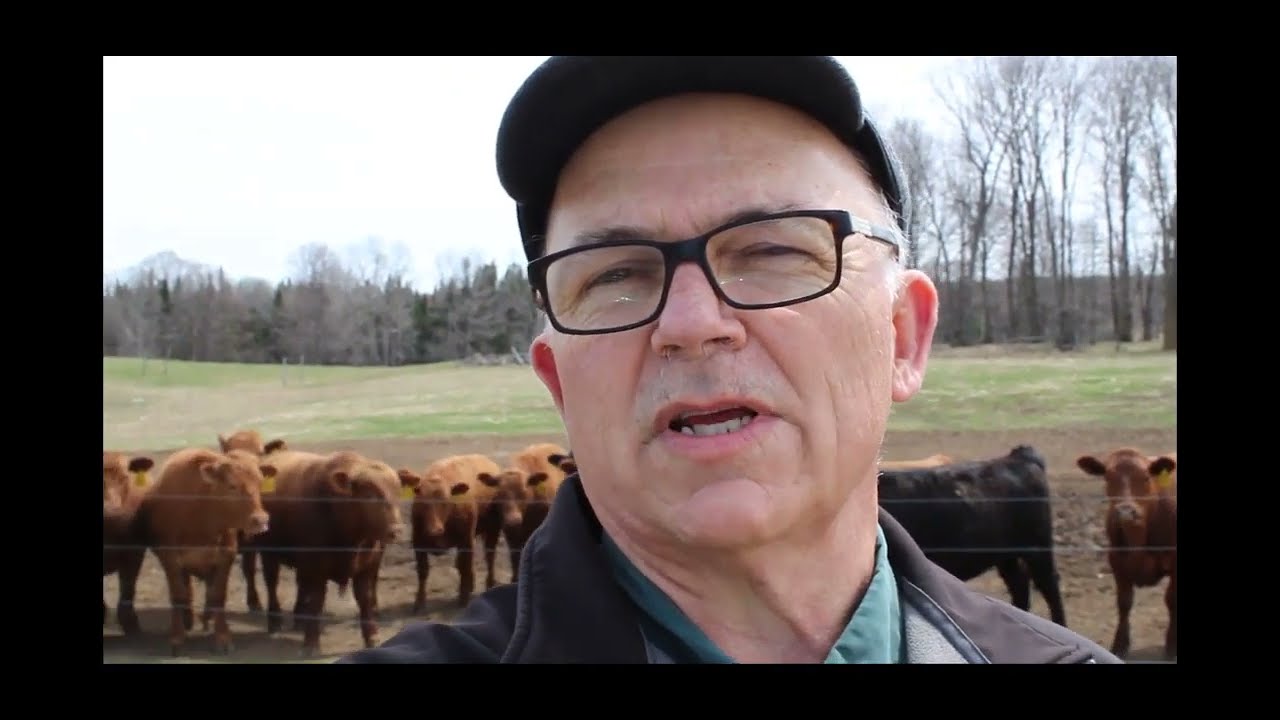 Red Angus Cattle 2020 Project