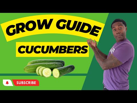 Video: Komkommer 