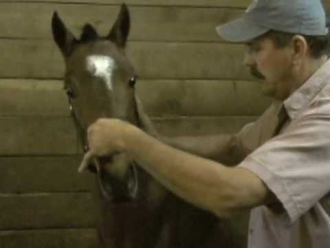 فيديو: كيفية التعامل مع الحصان خائفة
