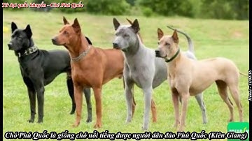 Tứ Đại Quốc Quyển - Chó quý hàng đầu Việt Nam