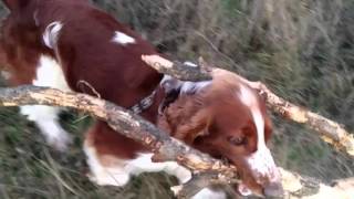 Apporting Welsh Springer Spaniel