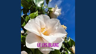 Le lys blanc
