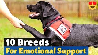 The 10 Best Dog Breeds for Emotional Support