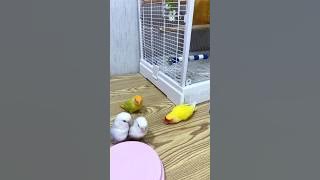 Lovebirds sounds 😘 #birds #parrot #youtubeshorts #shorts