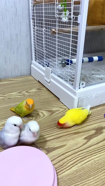 Lovebirds sounds 😘 #birds #parrot #youtubeshorts #shorts