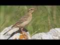 Anthus Campestris Anthus Campestris