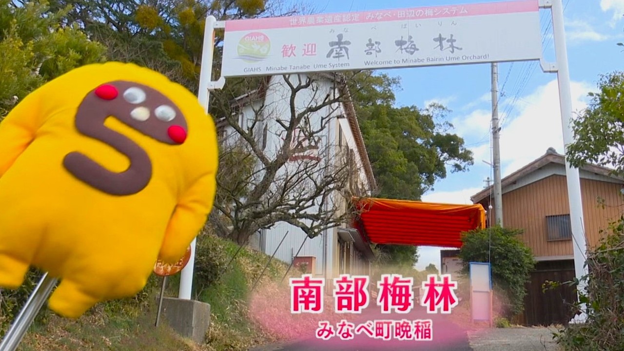 Goro's Plum News 2026 [Nambu Plum Grove] - YouTube