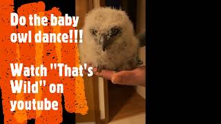 Baby Owl Has &quot;Wild&quot; Dance Moves