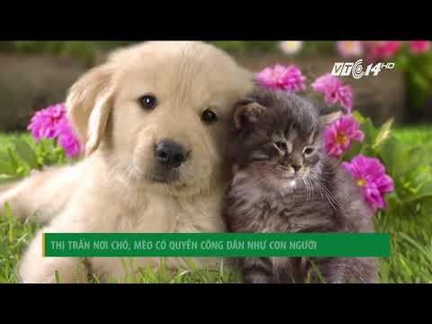 VTC14 | Thị trấn nơi chó, mèo có quyền công dân như con người