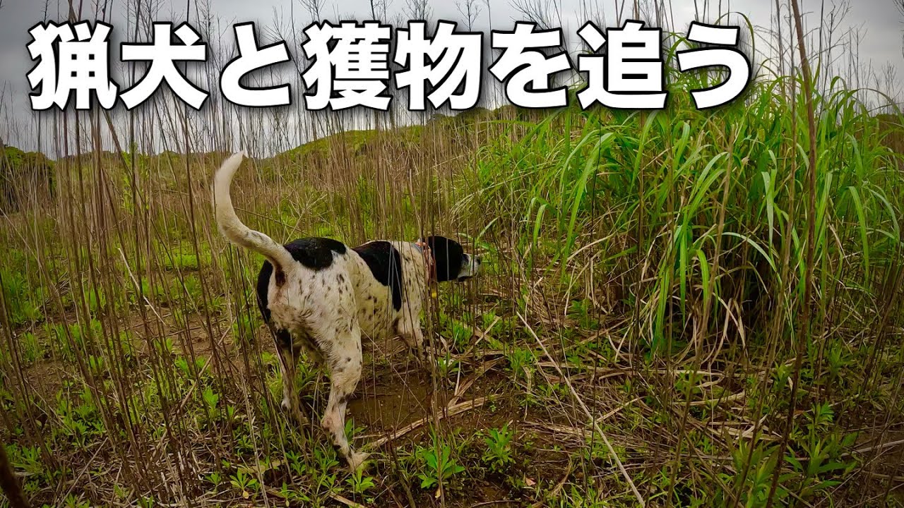 猟犬と一緒に獲物を追う！狩猟の醍醐味！ - YouTube
