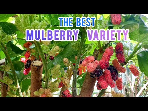 Ano ang MAGANDANG pantanim na VARIETY ng MULBERRY?  |  ALAMIN   @jasonarroyo6029 #mulbery  #tips