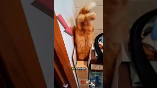 Cats And Boxes - If I Fits I Sits