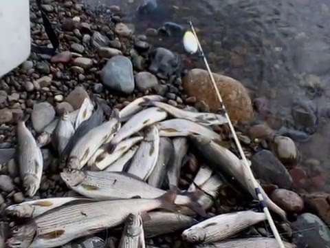 рыбалка на хариус в хакасии