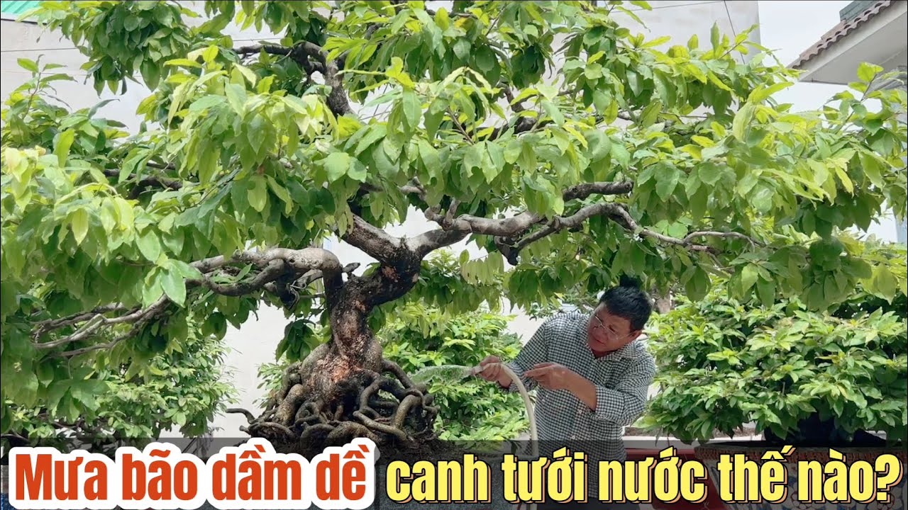 Mưa bão dầm dề canh tưới nước thế nào cho đúng để cây mai khoẻ k bị úng rễ suy cây ở vườn mai Út Đực