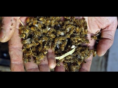 Гибель пчел от болезней и вредителей