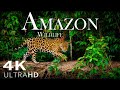 Amazon Wildlife In 4K - Animals That Call The Jungle Home | Amazon Rainforest | Heart Music