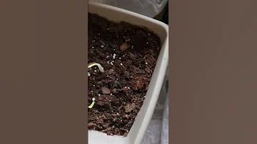 Hosta Plant Coming Up Hosta Plant 