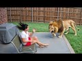 Wild Animals Invading Cities Caught on Camera