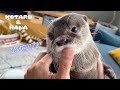 荒ぶってヘッドスライディング決めるカワウソコタロー　Unruly Otter Sliding Under The Chair