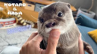 荒ぶってヘッドスライディング決めるカワウソコタロー　Unruly Otter Sliding Under The Chair