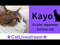 ★CatLivestream★179