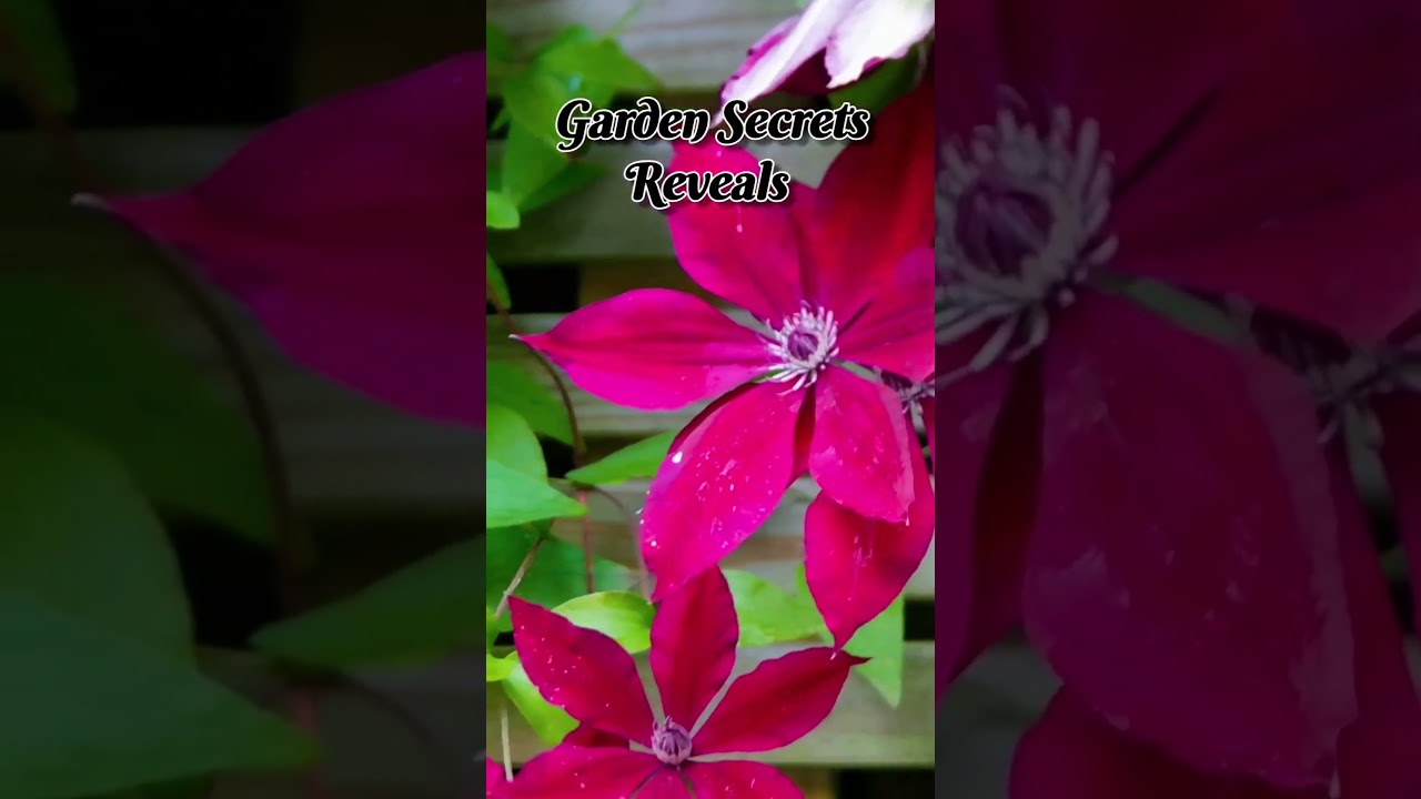 Clematis 'Rouge Cardinal', A Breathtaking Climbing Plant in Your Garden.