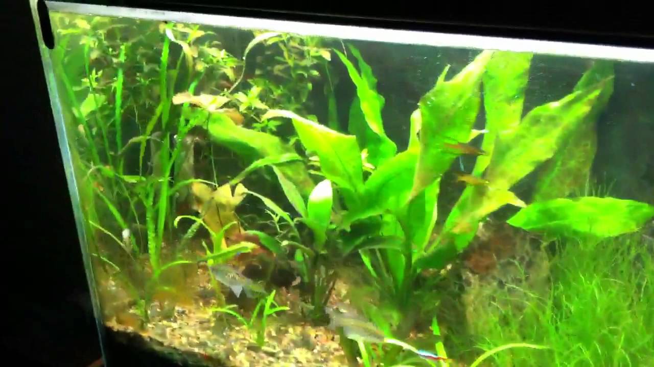 camera iphone 8 plus apk 75 gallon planted tank