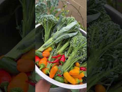 What’s In Our Garden At The Moment.