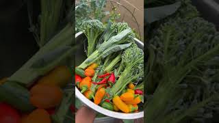 What’s In Our Garden At The Moment. by Kwankyewaa's Kitchen 2,602 views 3 months ago 2 minutes, 45 seconds