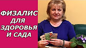 физалис королек фото онлайн