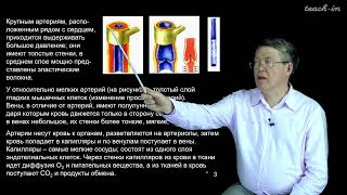 Дубынин В. А. - 100 часов школьной биологии - 1.7. Сосуды