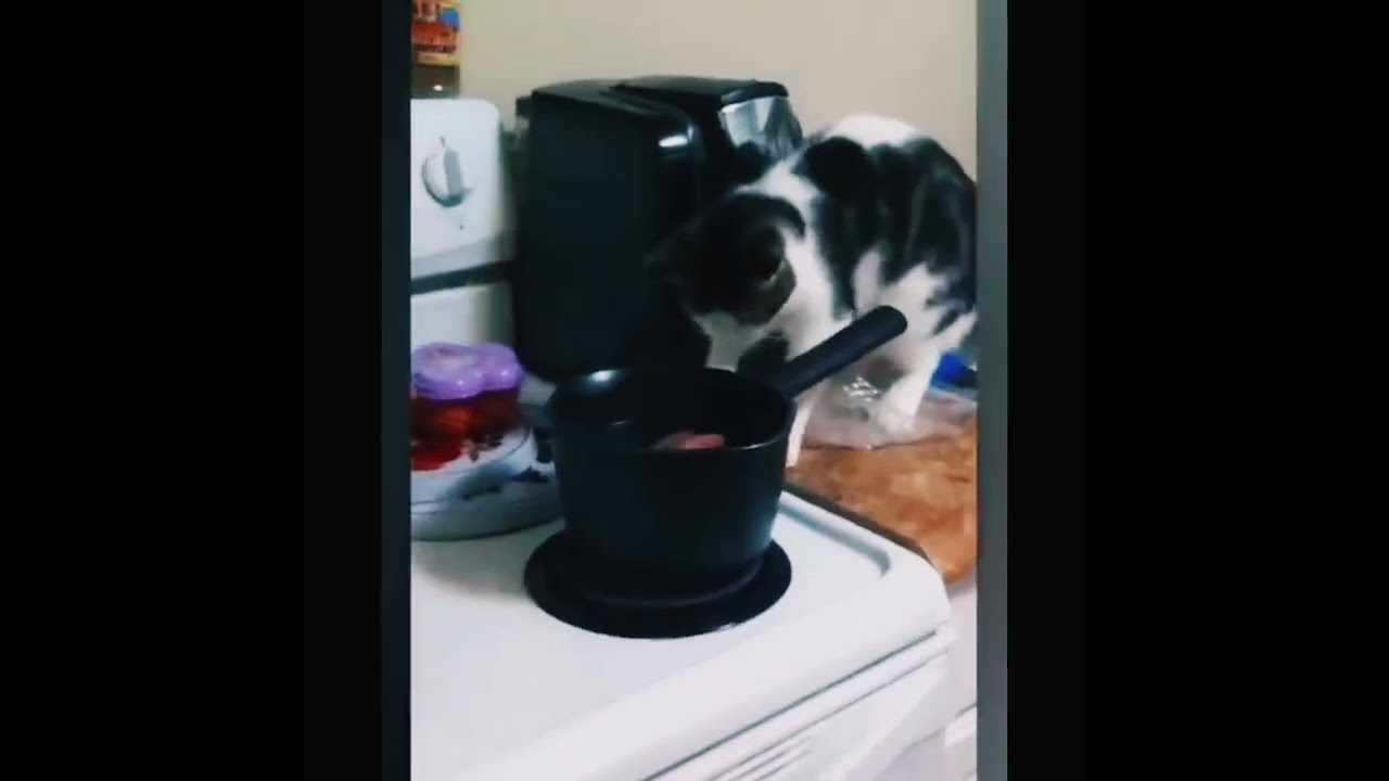 THE_BEST_CUTE_AND_FUNNY_CAT_SHORT_OF#2023 