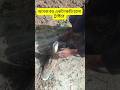অনেক বড় একটা ক্ষতি  হলো ট্রাক্টরে  😂😂 | #shorts #viral #shortsfeed #shortvideo #kuwait prabasi