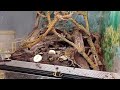 Zaltohlávek konžský (Pachnoda marginata peregirna)