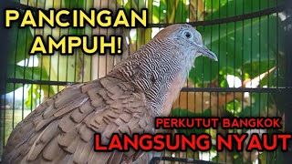 AMPUH! PANCINGAN PERKUTUT BANGKOK AGAR BUNYI BIKIN CEPAT GACOR 