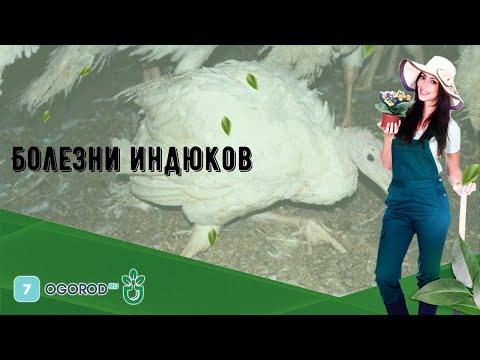 Индюки болезни и лечение в домашних условиях