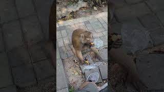 Monkey Steal Bananas from Biker While Trying to Do His Video Intro