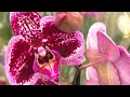 Первый обзор ОРХИДЕЙ в Леруа Мерлен, этом году. Просто КРАСИВЫЕ Орхидеи с названиями...
