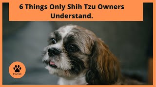 6 Things Only Shih Tzu Owners Understand