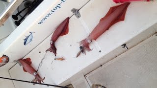 Pêche aux calamars le 29 juin 2015