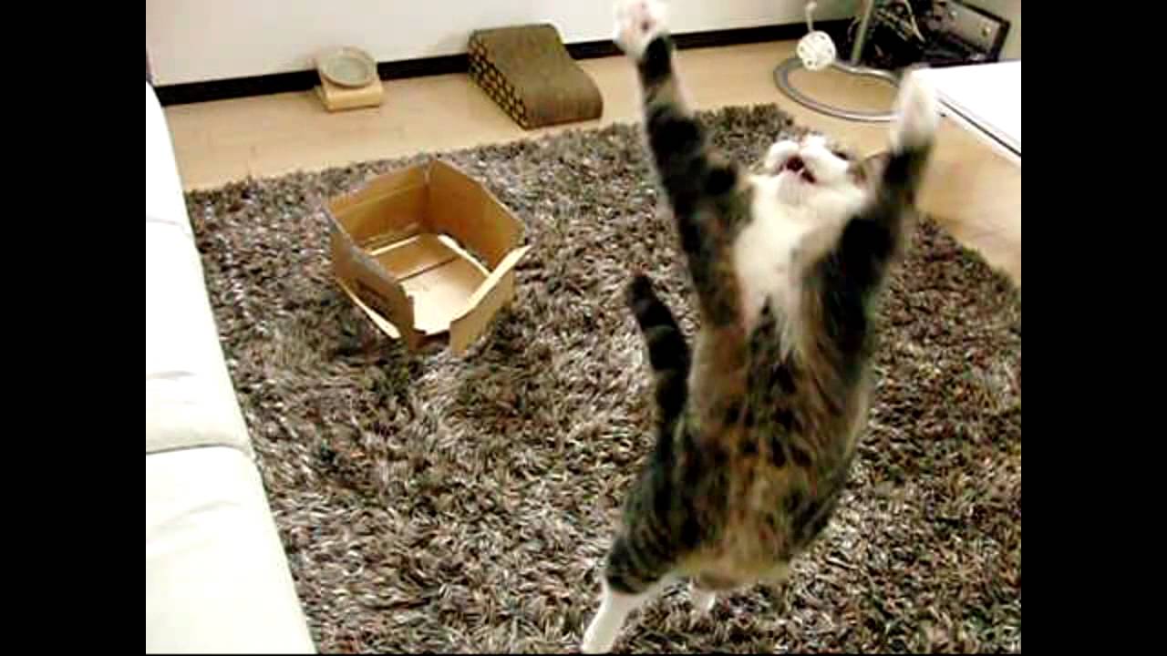 猫藓 跳ぶねこ2。-Jump Jump Maru2.-