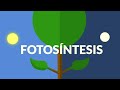 La fotosíntesis: Fase luminosa y oscura. Nutrición de las plantas | Animación resumen