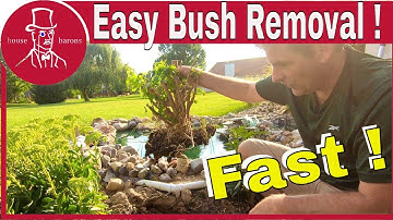 How to Remove Shrubs : easy way to remove bushes and roots